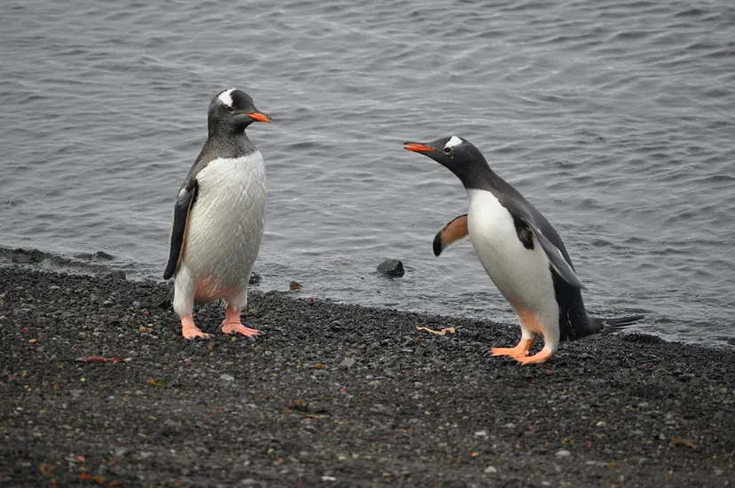 One penguin giving the other the feedback he needs to hear